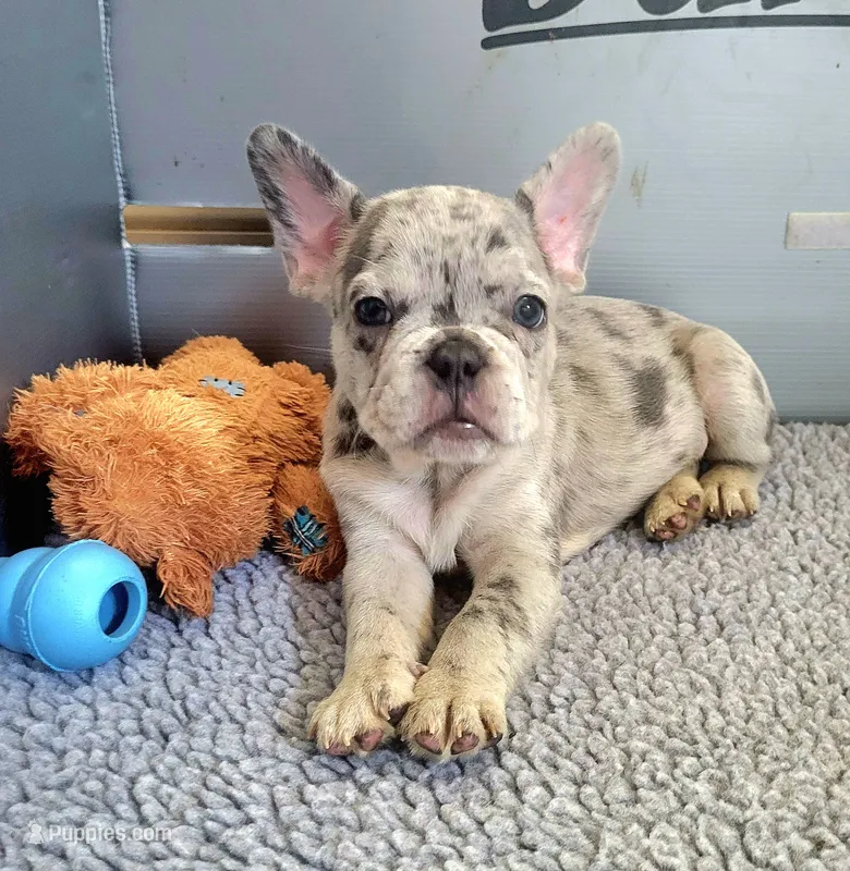 Rico – French Bulldog puppy for sale in Annapolis, MD