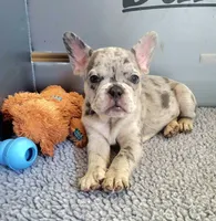 Rico, a male French Bulldog for sale in Annapolis, MD – 1 of 5