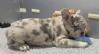 Maverick , a male French Bulldog for sale in Annapolis, MD – 2 of 5