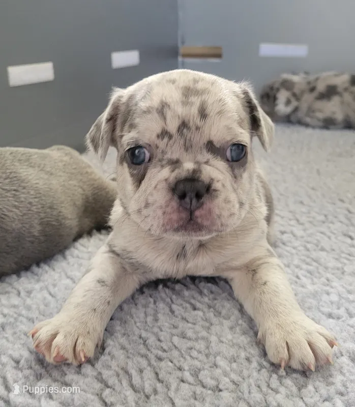 Rocky – French Bulldog puppy for sale in Annapolis, MD
