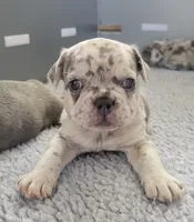 Rocky, a male French Bulldog for sale in Annapolis, MD – 3 of 7