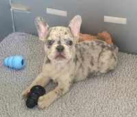 Rico, a male French Bulldog for sale in Annapolis, MD – 2 of 5