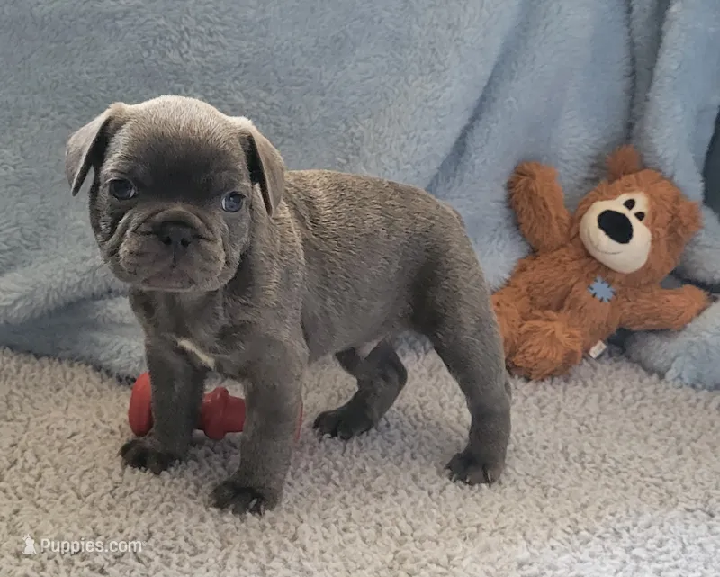 Sam – French Bulldog puppy for sale in Annapolis, MD