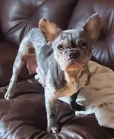 James, a male French Bulldog for sale in Annapolis, MD – 5 of 7