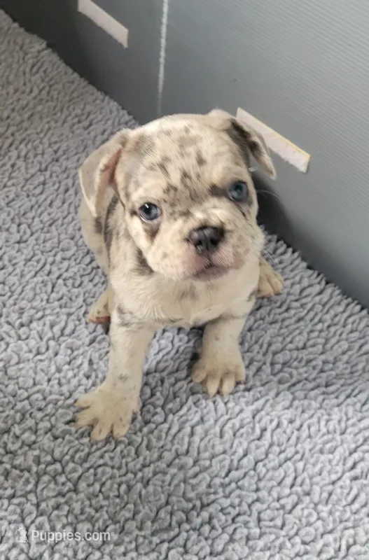 Rocky – French Bulldog puppy for sale in Annapolis, MD
