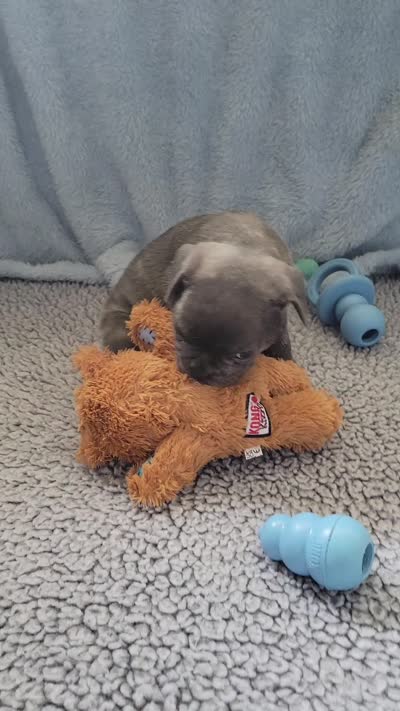 Tank, a male French Bulldog for sale in Annapolis, MD – 4 of 4