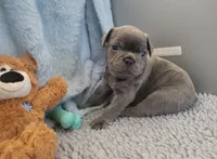 Sam, a male French Bulldog for sale in Annapolis, MD – 2 of 7