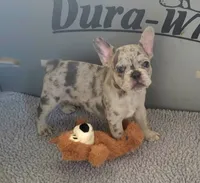 Rico, a male French Bulldog for sale in Annapolis, MD – 4 of 5
