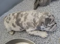 Rocky, a male French Bulldog for sale in Annapolis, MD – 2 of 7