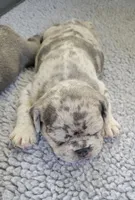 Rocky, a male French Bulldog for sale in Annapolis, MD – 4 of 7