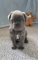 Tank, a male French Bulldog for sale in Annapolis, MD – 1 of 4