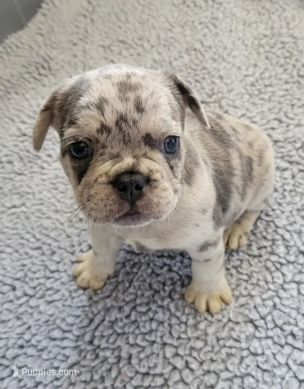 Rocky – French Bulldog puppy for sale in Annapolis, MD