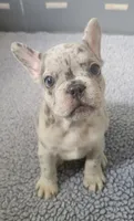 Rico, a male French Bulldog for sale in Annapolis, MD – 5 of 5