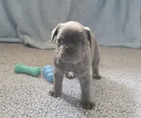 Tank, a male French Bulldog for sale in Annapolis, MD – 2 of 4