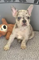 Rico, a male French Bulldog for sale in Annapolis, MD – 3 of 5