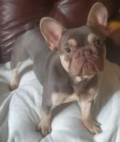 Rocky, a male French Bulldog for sale in Annapolis, MD – 6 of 7