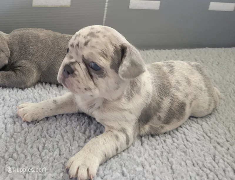 Rocky – French Bulldog puppy for sale in Annapolis, MD