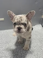 Maverick , a male French Bulldog for sale in Annapolis, MD – 3 of 5