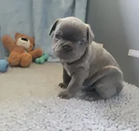 Sam, a male French Bulldog for sale in Annapolis, MD – 4 of 7