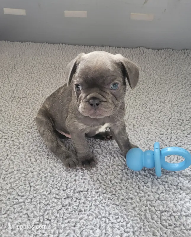Tank – French Bulldog puppy for sale in Annapolis, MD