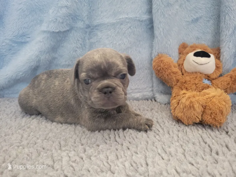 James – French Bulldog puppy for sale in Annapolis, MD