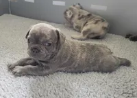 James, a male French Bulldog for sale in Annapolis, MD – 2 of 7