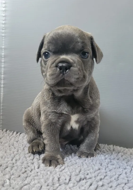 Sam – French Bulldog puppy for sale in Annapolis, MD