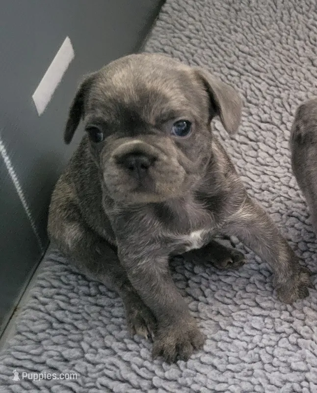 James – French Bulldog puppy for sale in Annapolis, MD