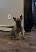 Blaze, a male Belgian Malinois for sale in Holyoke, MA – 2 of 4