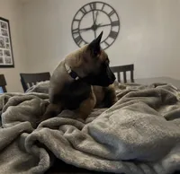 Whitey, a male Belgian Malinois for sale in Holyoke, MA – 2 of 3