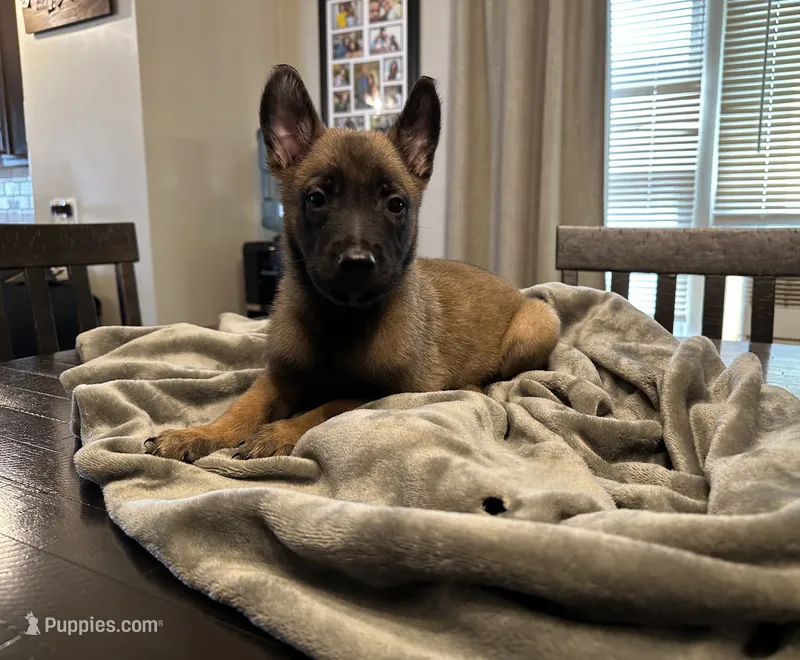 Mr. Green – Belgian Malinois puppy for sale in Holyoke, MA