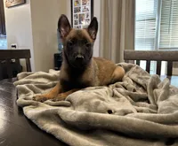 Mr. Green, a male Belgian Malinois for sale in Holyoke, MA – 1 of 5