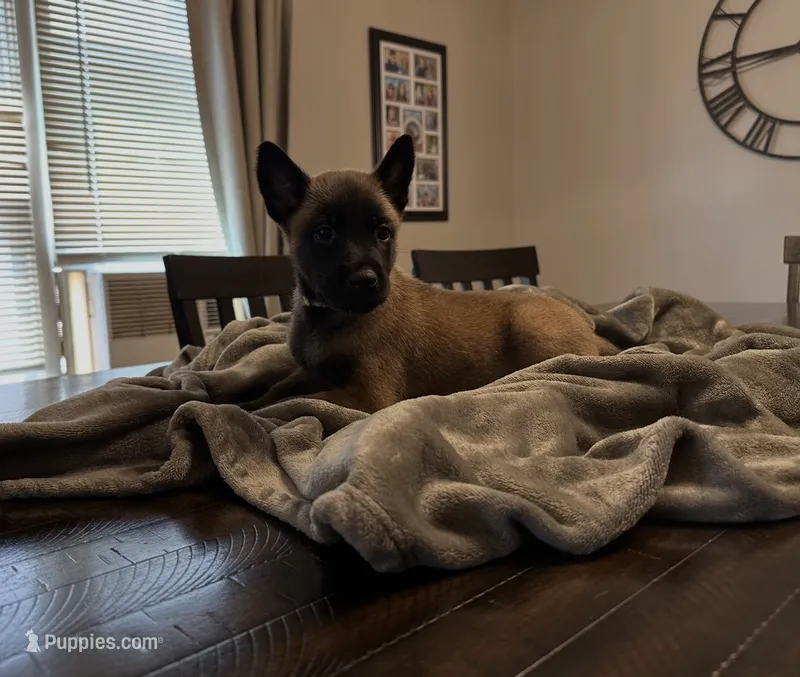 Whitey – Belgian Malinois puppy for sale in Holyoke, MA