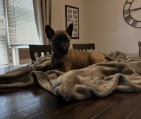 Whitey, a male Belgian Malinois for sale in Holyoke, MA – 1 of 3