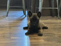 Whitey, a male Belgian Malinois for sale in Holyoke, MA – 3 of 3