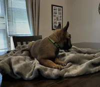 Mr. Green, a male Belgian Malinois for sale in Holyoke, MA – 2 of 5
