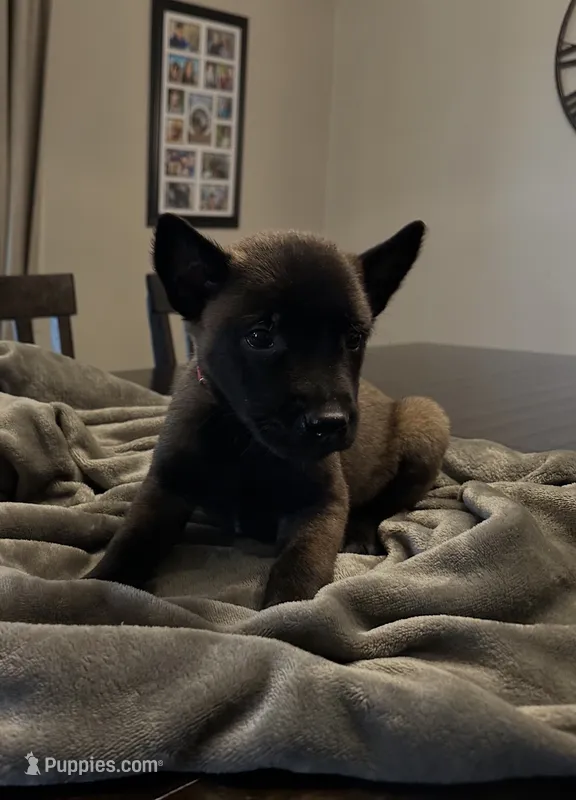 Pinky – Belgian Malinois puppy for sale in Holyoke, MA