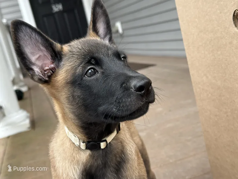 Whitey – Belgian Malinois puppy for sale in Holyoke, MA
