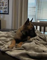 Mr. Green, a male Belgian Malinois for sale in Holyoke, MA – 4 of 5