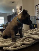 Bluey, a male Belgian Malinois for sale in Holyoke, MA – 2 of 3