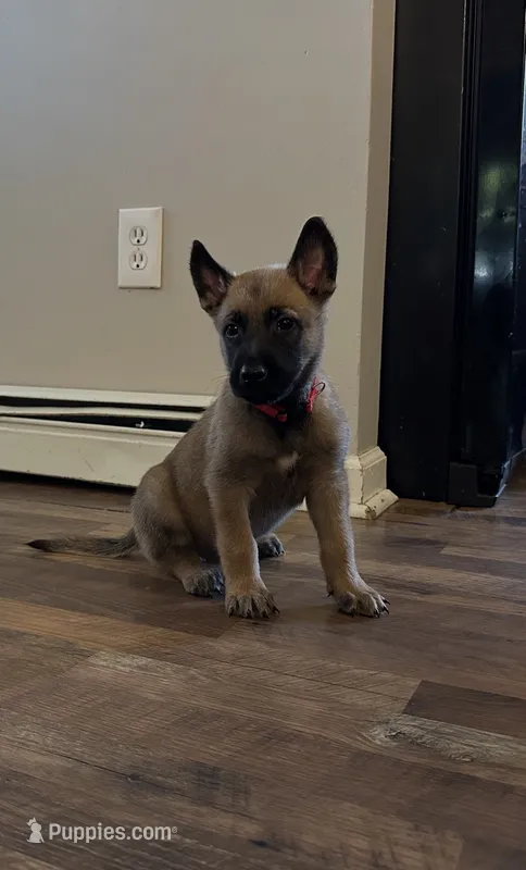 Blaze – Belgian Malinois puppy for sale in Holyoke, MA