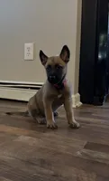Blaze, a male Belgian Malinois for sale in Holyoke, MA – 1 of 4