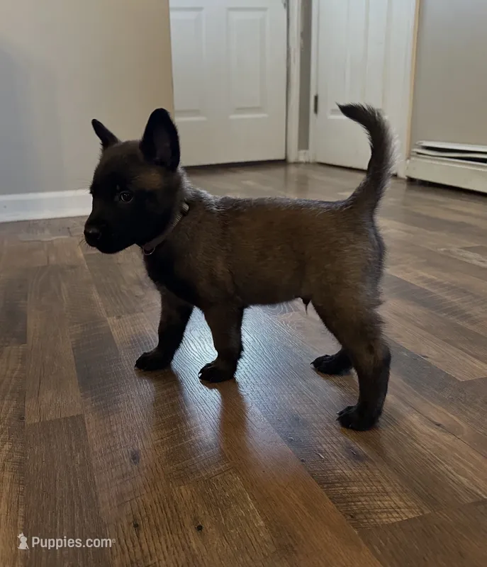 Steel – Belgian Malinois puppy for sale in Holyoke, MA