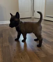 Steel, a male Belgian Malinois for sale in Holyoke, MA – 1 of 2