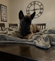 Citrus, a male Belgian Malinois for sale in Holyoke, MA – 4 of 4