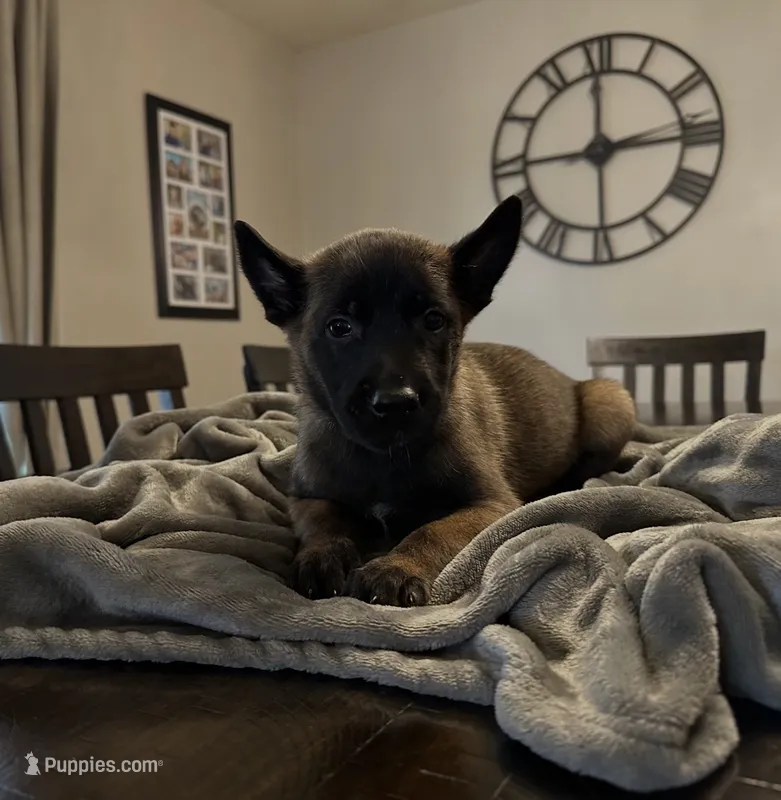 Citrus – Belgian Malinois puppy for sale in Holyoke, MA