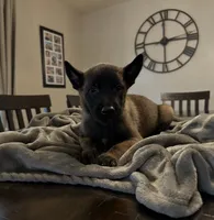 Citrus, a male Belgian Malinois for sale in Holyoke, MA – 1 of 4
