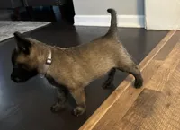 Steel, a male Belgian Malinois for sale in Holyoke, MA – 2 of 2