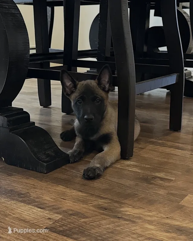 Whitey – Belgian Malinois puppy for sale in Holyoke, MA
