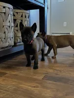 Pinky, a female Belgian Malinois for sale in Holyoke, MA – 3 of 3